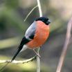 Eurasian Bullfinch